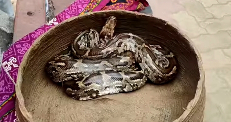 बेलदा में जाजपुर एक्सप्रेस से दो अजगर सर्प बेलदा में जाजपुर एक्सप्रेस से दो अजगर सर्प