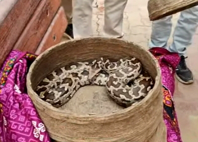 बेलदा में जाजपुर एक्सप्रेस से दो अजगर सर्प बेलदा में जाजपुर एक्सप्रेस से दो अजगर सर्प