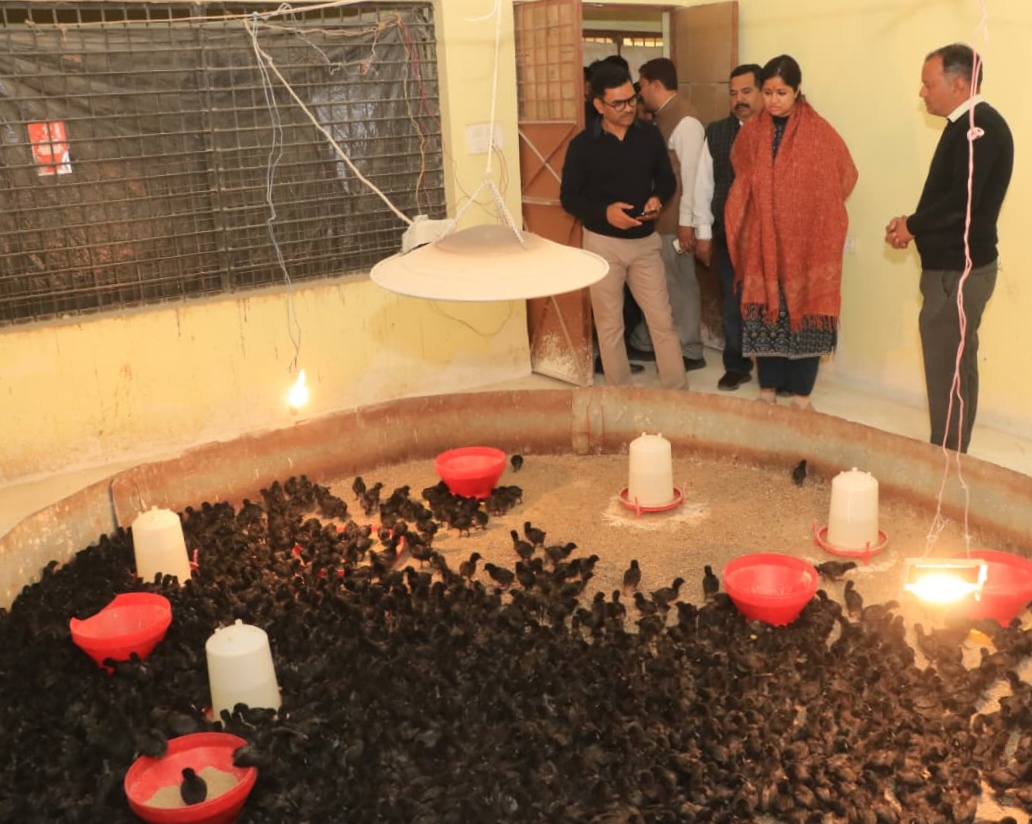 कड़कनाथ निरीक्षण कड़कनाथ निरीक्षण