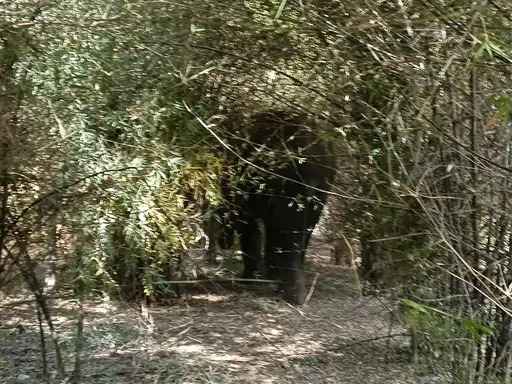 झाडियों में हाथी