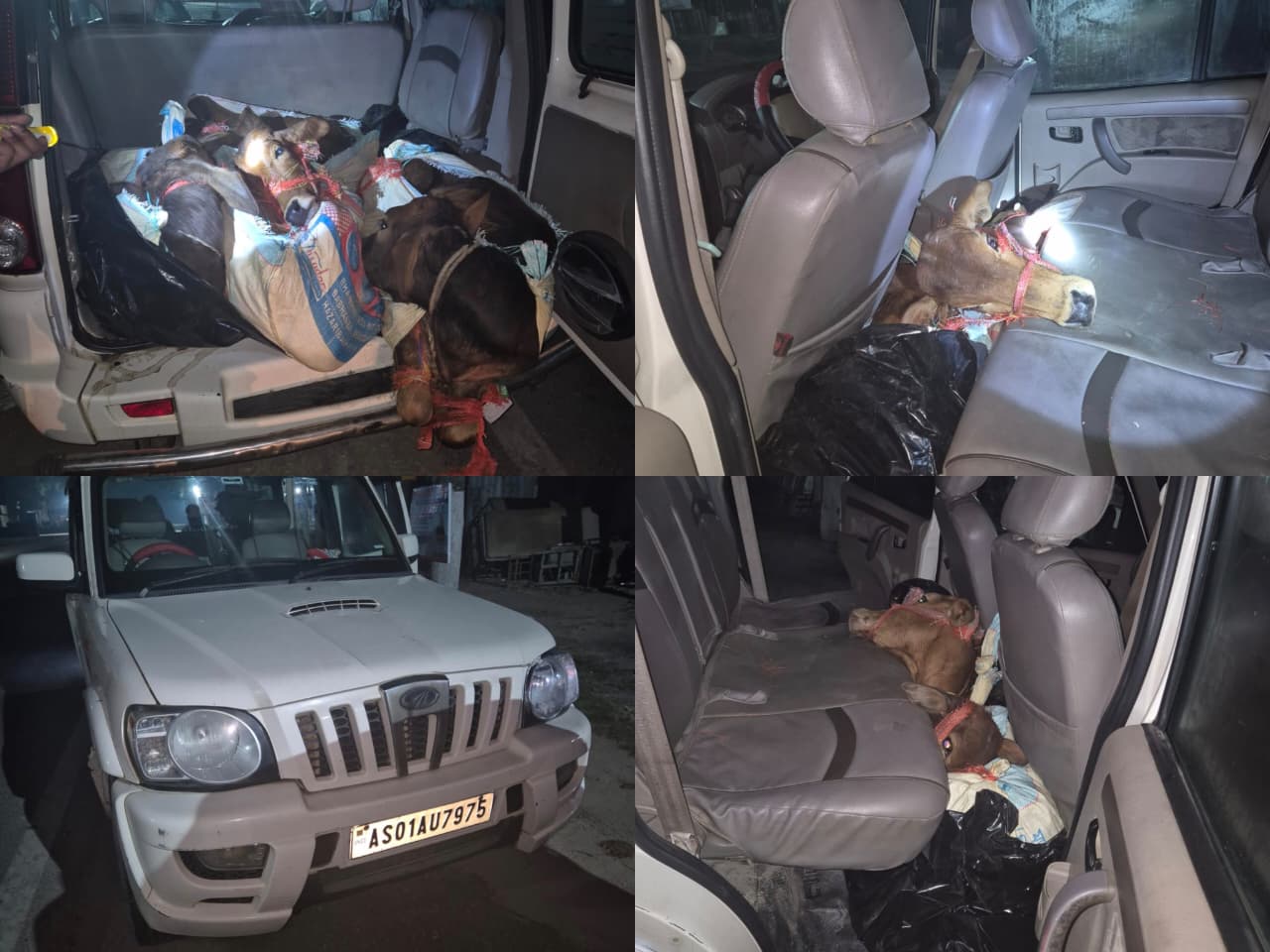 स्कॉर्पियो से मवेशी बरामद, तीन गिरफ्तार