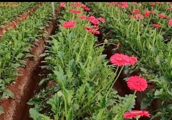 राष्ट्रीय बागवानी मिशन की मदद से बाराबंकी के नीरज पटेल बने आत्मनिर्भर राष्ट्रीय बागवानी मिशन की मदद से बाराबंकी के नीरज पटेल बने आत्मनिर्भर