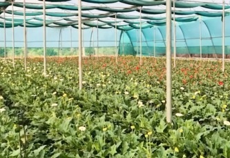 राष्ट्रीय बागवानी मिशन की मदद से बाराबंकी के नीरज पटेल बने आत्मनिर्भर राष्ट्रीय बागवानी मिशन की मदद से बाराबंकी के नीरज पटेल बने आत्मनिर्भर