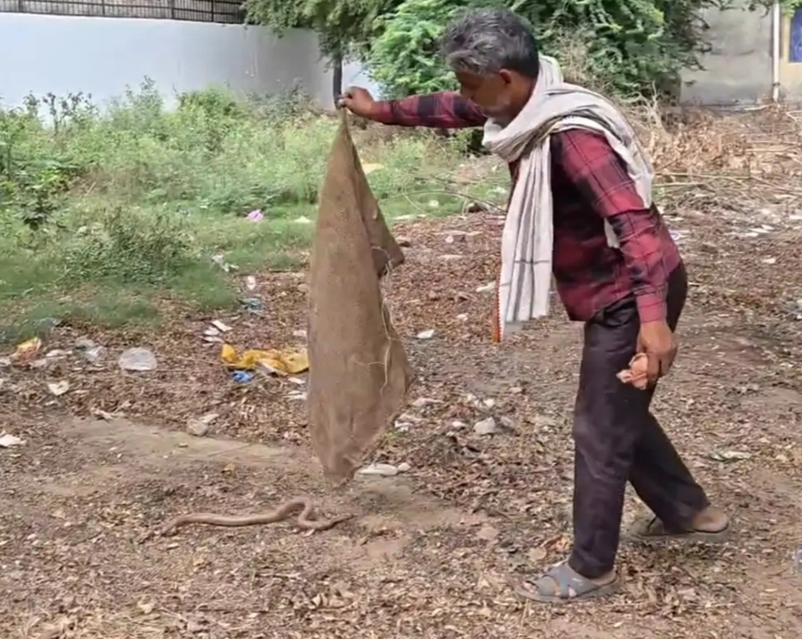 सांप को छोड़ते परिजन