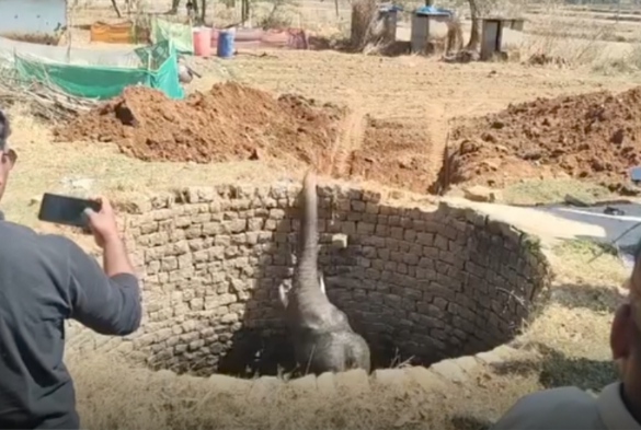 कुएं में हाथी गिरा कुएं में हाथी गिरा