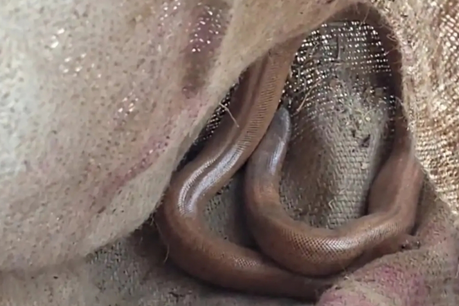 बोरी में बंद सांप