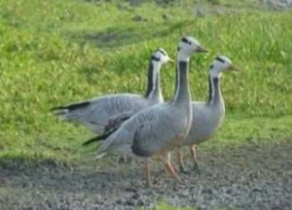 पक्षी की तस्वीर