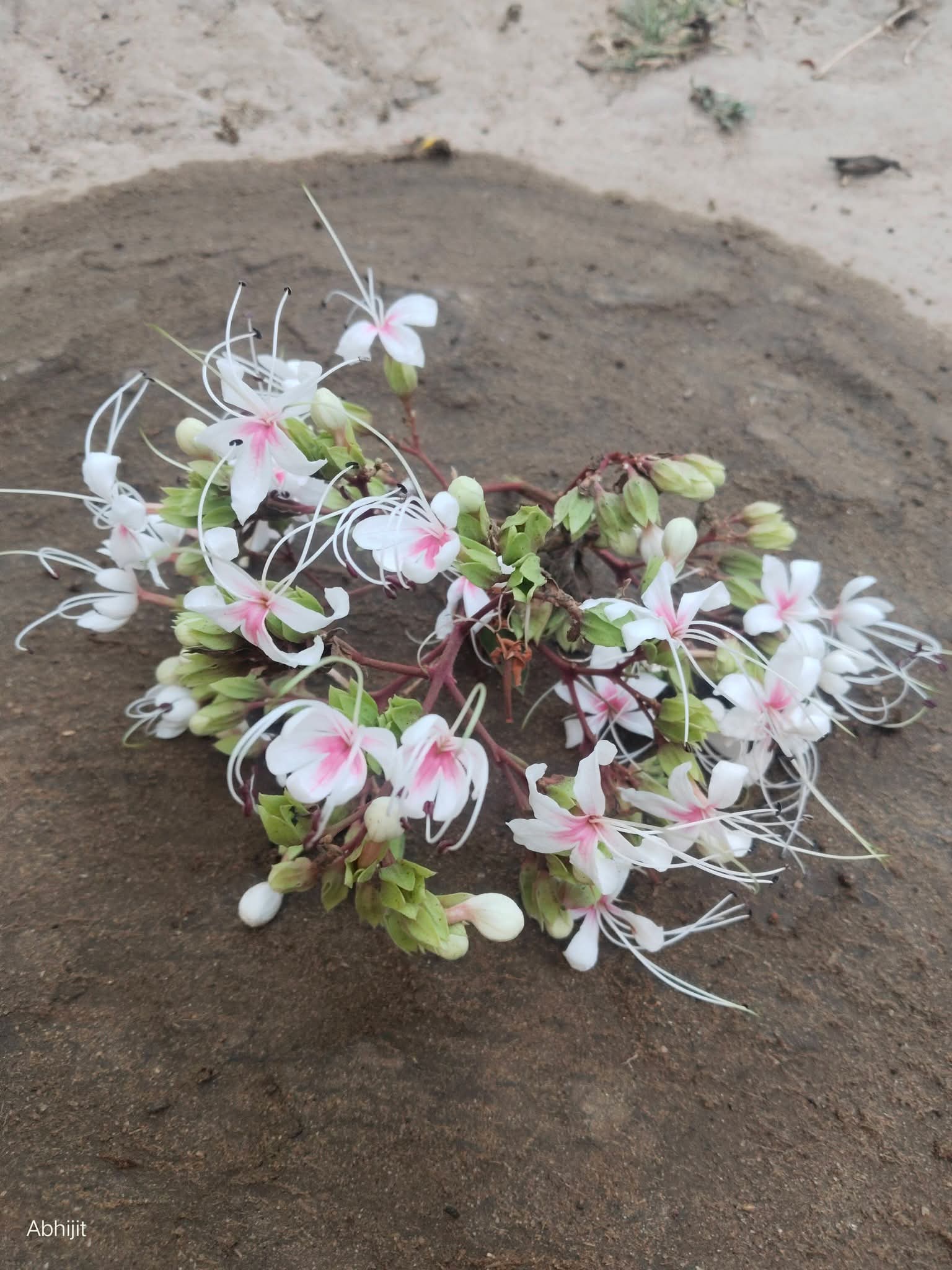 फाल्गुन संक्रांति पर बांकुड़ा में पारंपरिक त्यौहार