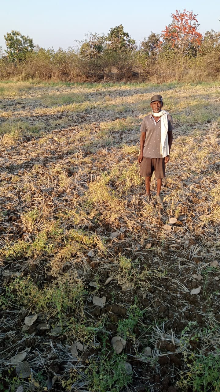 फसलाे काे किया नुकसान