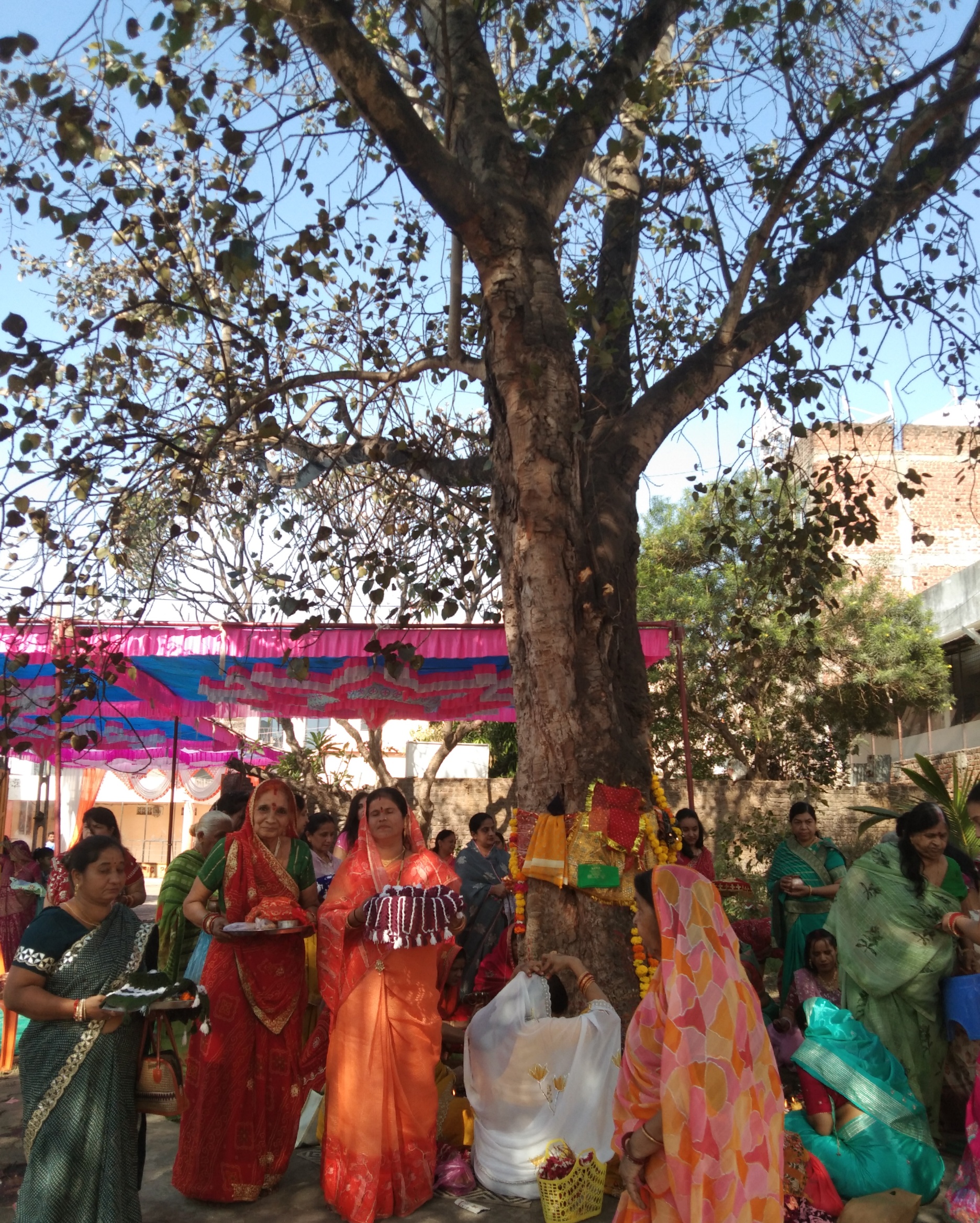 पीपल पूजा