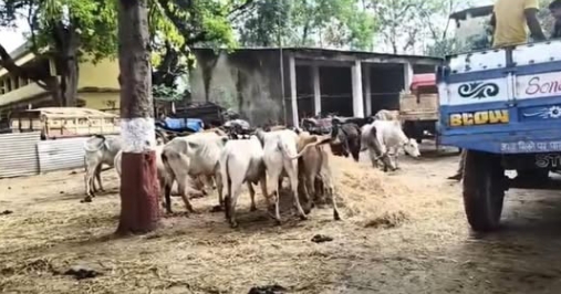 तस्करी से जब्त मवेशी