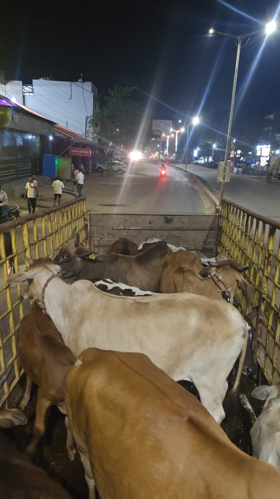 काउकेचर वाहन में रखे गए मवेशी।