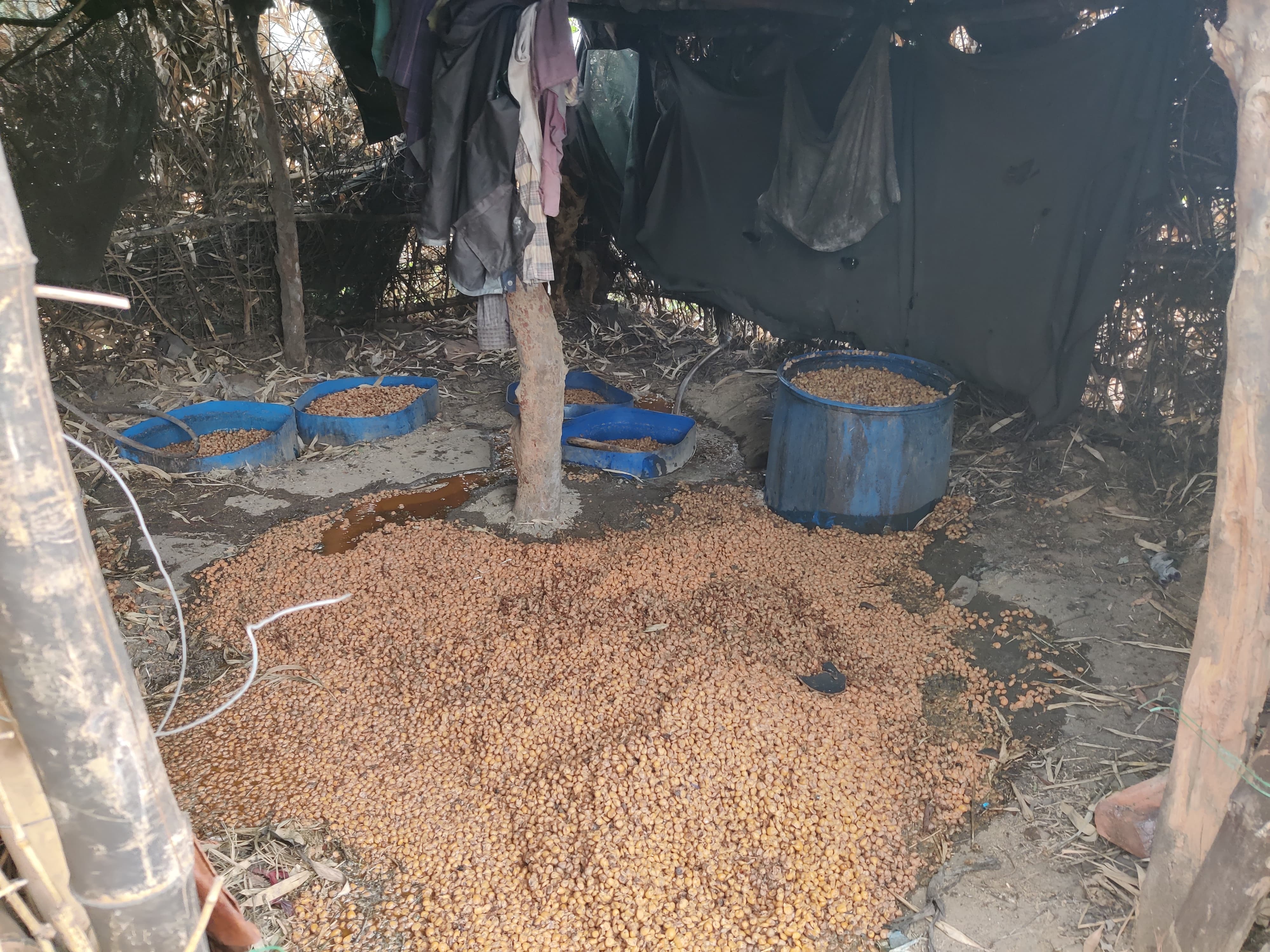 नष्ट हुआ महुआ