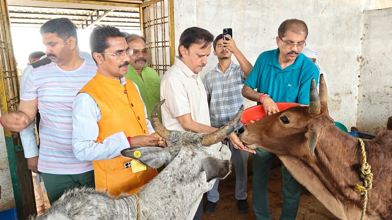 गौ माता को गुड़ खिलाया