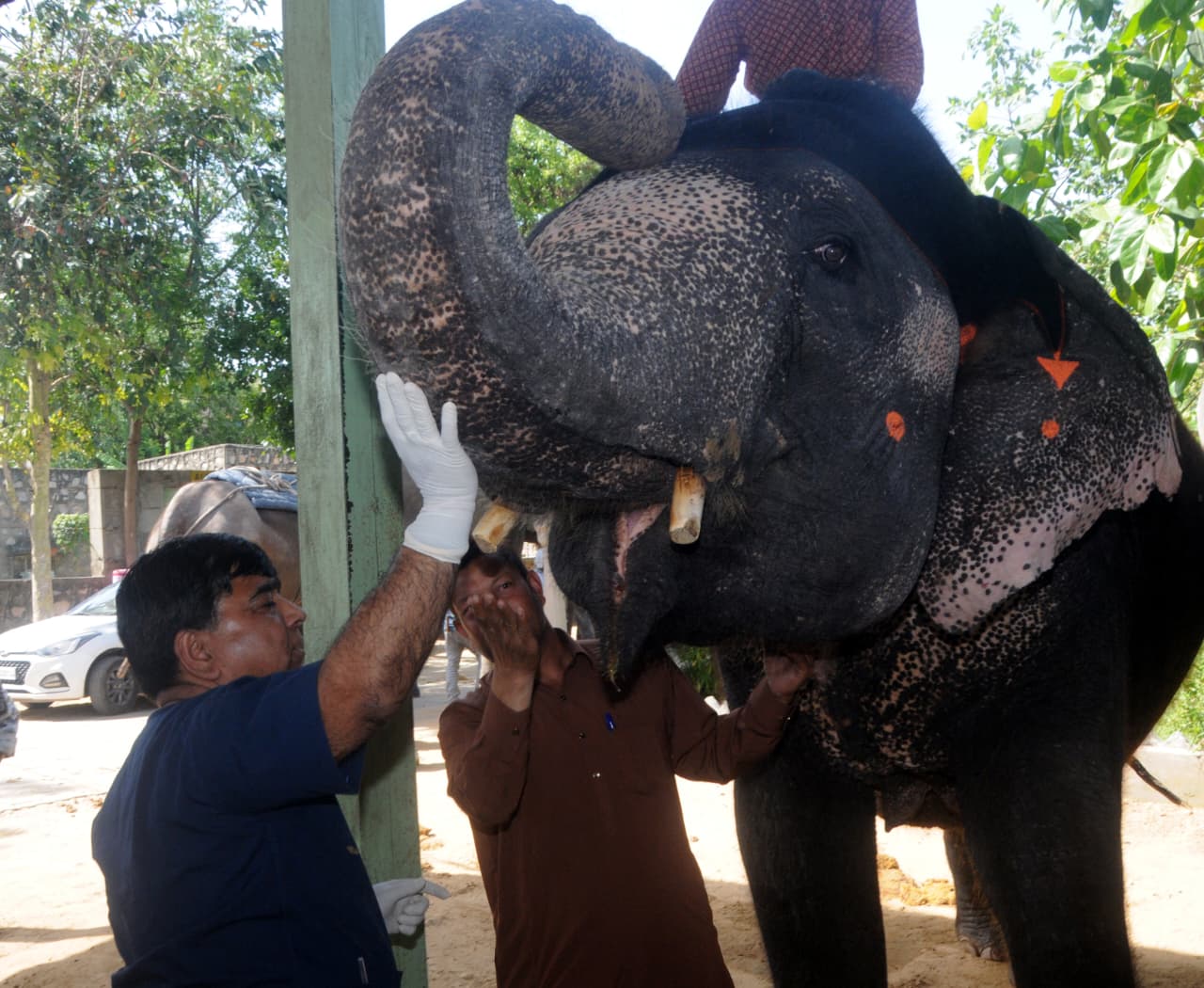 हाथी गांव में स्वास्थ्य शिविर में 54 हाथियों की जांच हाथी गांव में स्वास्थ्य शिविर में 54 हाथियों की जांच