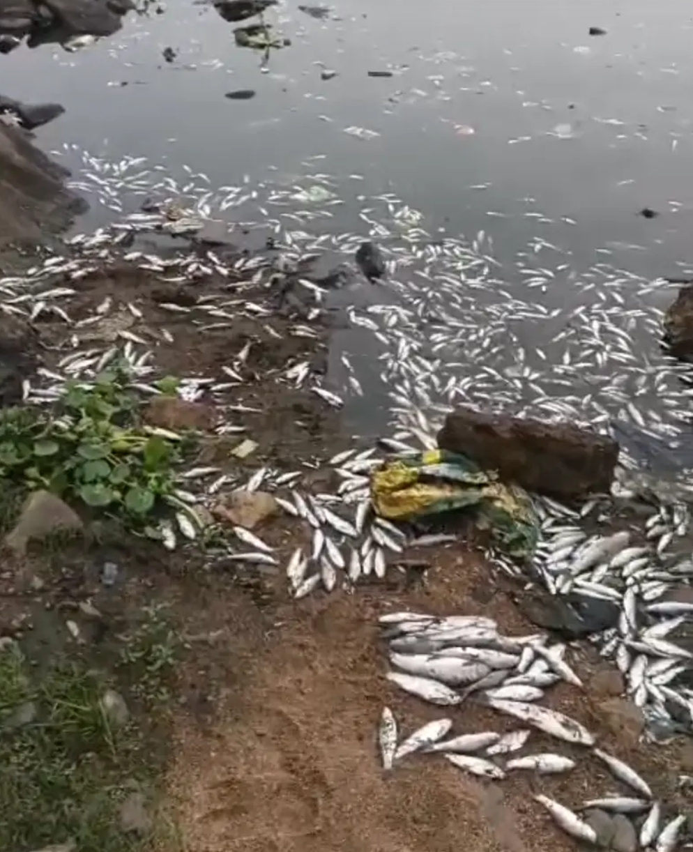 सुवर्णरेखा नदी में मरी सैकड़ों मछलीयां