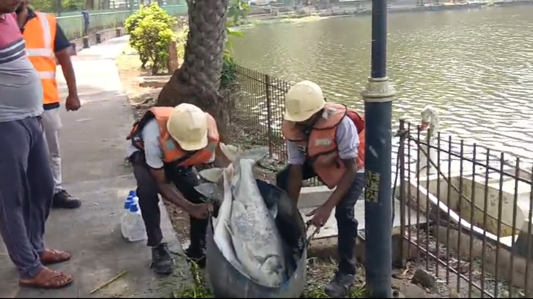 तालाब से मरी मछलियों को निकालते जुस्को कर्मचारी तालाब से मरी मछलियों को निकालते जुस्को कर्मचारी